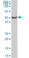 LW-1 Antibody (monoclonal) (M02)