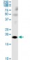 LY86 Antibody (monoclonal) (M01)