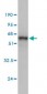MAD2L1 Antibody (monoclonal) (M01)
