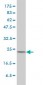 MAD2L1 Antibody (monoclonal) (M01)