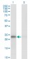 MAD2L1 Antibody (monoclonal) (M01)