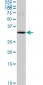 MAD2L1BP Antibody (monoclonal) (M03)