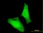 MAF Antibody (monoclonal) (M01)