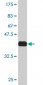 MAF Antibody (monoclonal) (M01)