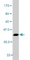 MAF Antibody (monoclonal) (M02)