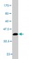MAF Antibody (monoclonal) (M02)