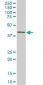 MAF Antibody (monoclonal) (M02)