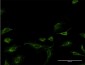 MAGOH Antibody (monoclonal) (M01)