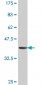 MAGOH Antibody (monoclonal) (M01)