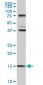 MAGOH Antibody (monoclonal) (M01)