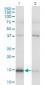 MAGOH Antibody (monoclonal) (M01)