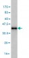 MAGOH Antibody (monoclonal) (M02)