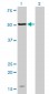 MAGOH Antibody (monoclonal) (M02)