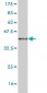 MAML2 Antibody (monoclonal) (M03)