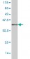 MAML2 Antibody (monoclonal) (M03)