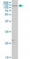 MAML2 Antibody (monoclonal) (M03)