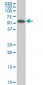 MAP2K5 Antibody (monoclonal) (M11)