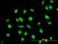 MAP2K6 Antibody (monoclonal) (M02)