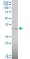 MAP2K6 Antibody (monoclonal) (M02)