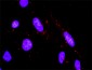 MAP2K6 Antibody (monoclonal) (M02)