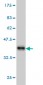 MAP3K4 Antibody (monoclonal) (M02)