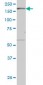 MAP3K4 Antibody (monoclonal) (M08)