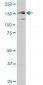 MAP3K5 Antibody (monoclonal) (M03)