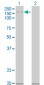 MAP3K5 Antibody (monoclonal) (M03)