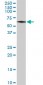 MAP3K7IP1 Antibody (monoclonal) (M01)