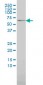 MAP3K7IP1 Antibody (monoclonal) (M01)