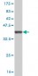 MAP3K7IP1 Antibody (monoclonal) (M03)