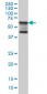 MAP3K7IP1 Antibody (monoclonal) (M03)
