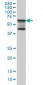 MAP3K7IP1 Antibody (monoclonal) (M03)