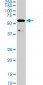 MAP3K7IP1 Antibody (monoclonal) (M03)