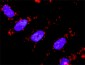 MAP3K7IP1 Antibody (monoclonal) (M03)