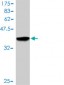 MAPK1 Antibody (monoclonal) (M01)