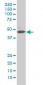 MAPK1 Antibody (monoclonal) (M01)