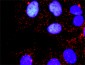 MAPK1 Antibody (monoclonal) (M01)