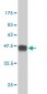 MAPK12 Antibody (monoclonal) (M04)