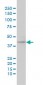 MAPK12 Antibody (monoclonal) (M04)