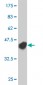 MAPK12 Antibody (monoclonal) (M05)