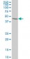 MAPK12 Antibody (monoclonal) (M05)