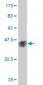 MAPK12 Antibody (monoclonal) (M06)