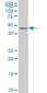 MAPK12 Antibody (monoclonal) (M06)