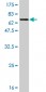 MAPK13 Antibody (monoclonal) (M01)