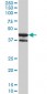 MAPK13 Antibody (monoclonal) (M01)