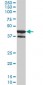 MAPK13 Antibody (monoclonal) (M01)