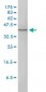 MAPK13 Antibody (monoclonal) (M01)