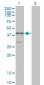 MAPK13 Antibody (monoclonal) (M01)