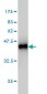 MAPK13 Antibody (monoclonal) (M02)
